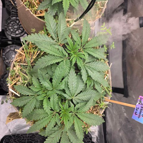 Curio smiling dog growlog photo: Need i say anything ?