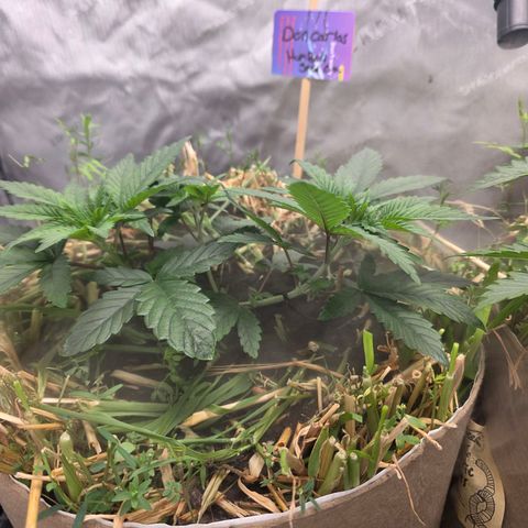 Don carlos  growlog photo: Need i say anything?