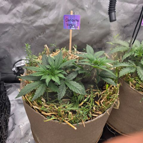 Don carlos  growlog photo: Need i say anything?