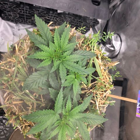Don carlos  growlog photo: Need i say anything?