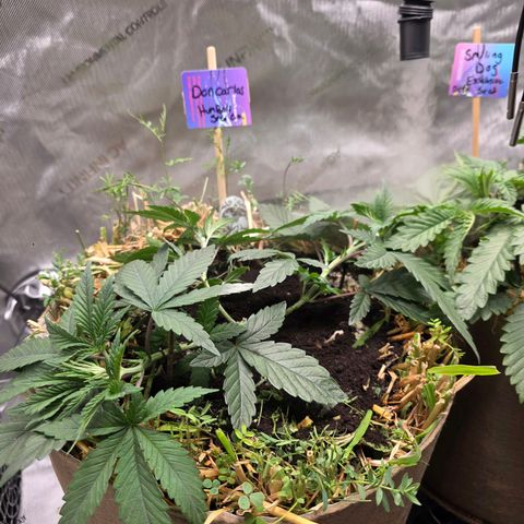 Don carlos  growlog photo: The don is doing great ! Training alil harder last pull down and then moving on the trelus.