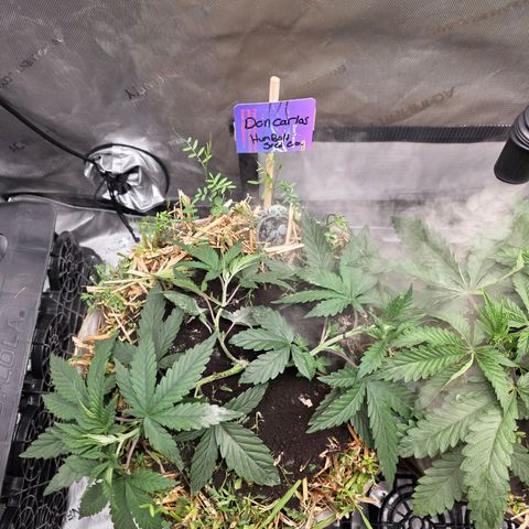 Don carlos  growlog photo: The don is doing great ! Training alil harder last pull down and then moving on the trelus.