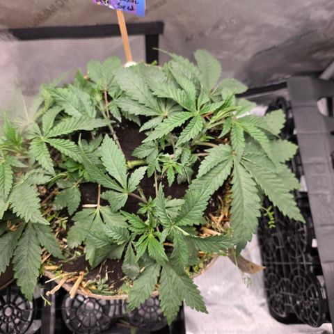 Curio smiling dog growlog photo: Smiling dog is growing at a tremendous rate, added craft blend and worm castings to both pots.
