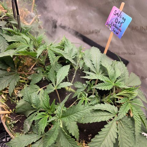 Curio smiling dog growlog photo: Smiling dog is growing at a tremendous rate, added craft blend and worm castings to both pots.