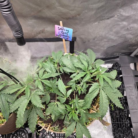 Curio smiling dog growlog photo: Smiling dog is growing at a tremendous rate, added craft blend and worm castings to both pots.