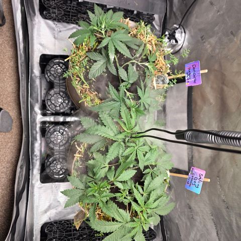 Curio smiling dog growlog photo: Smiling dog is growing at a tremendous rate, added craft blend and worm castings to both pots.