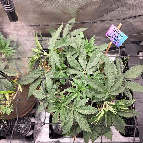 Curio smiling dog growlog photo: Added trellis and flipping to flower Monday 
