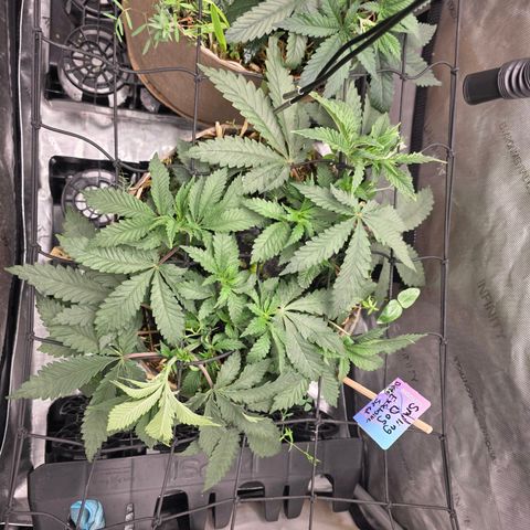 Curio smiling dog growlog photo: Added trellis and flipping to flower Monday 
