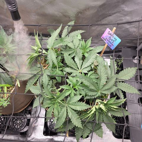 Curio smiling dog growlog photo: Added trellis and flipping to flower Monday 