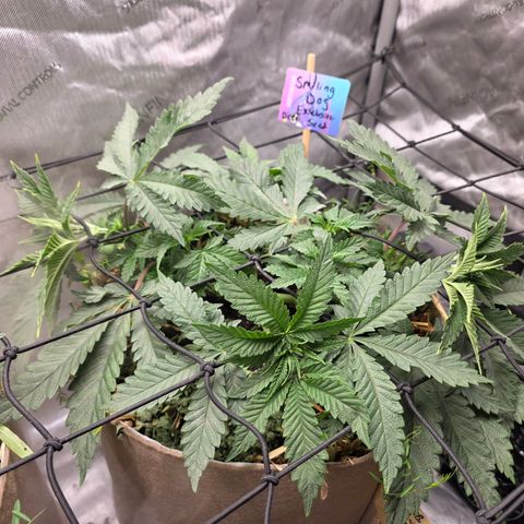 Curio smiling dog growlog photo: Added trellis and flipping to flower Monday 