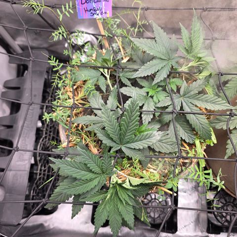 Don carlos  growlog photo: Added trellis and flipping to flower Monday 