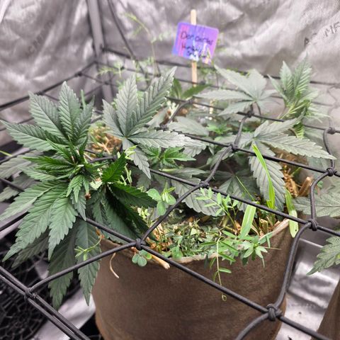 Don carlos  growlog photo: Added trellis and flipping to flower Monday 