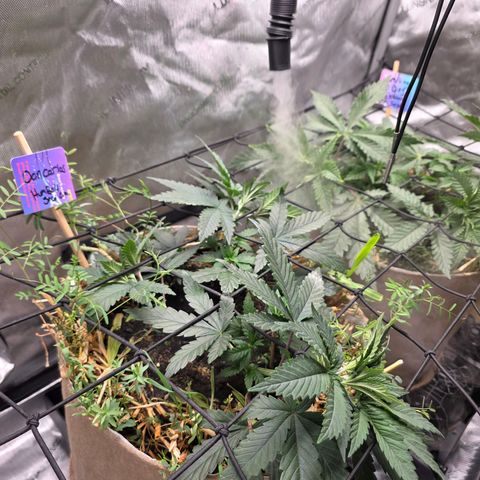 Don carlos  growlog photo: Added trellis and flipping to flower Monday 