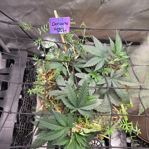 Don carlos  growlog photo: Added trellis and flipping to flower Monday 