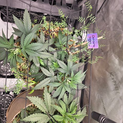Don carlos  growlog photo: Added trellis and flipping to flower Monday 