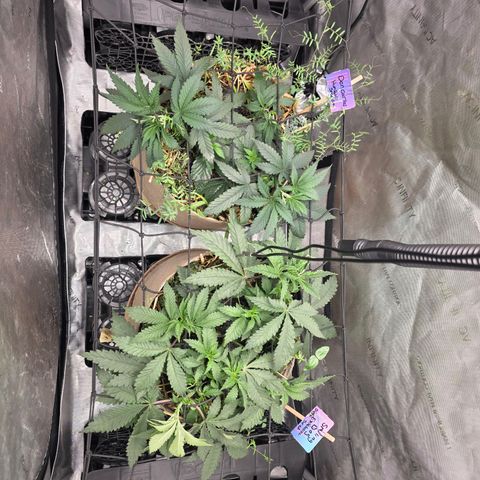 Don carlos  growlog photo: Added trellis and flipping to flower Monday 