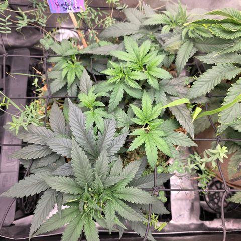 Curio smiling dog growlog photo: They growing but something is off and idk what it is.