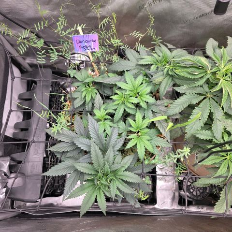 Curio smiling dog growlog photo: They growing but something is off and idk what it is.