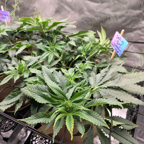 Curio smiling dog growlog photo: I see some feeder roots coming up from SD im happy to see its doing so 