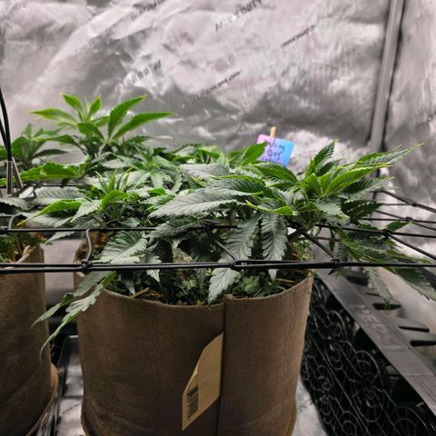 Curio smiling dog growlog photo: I see some feeder roots coming up from SD im happy to see its doing so 