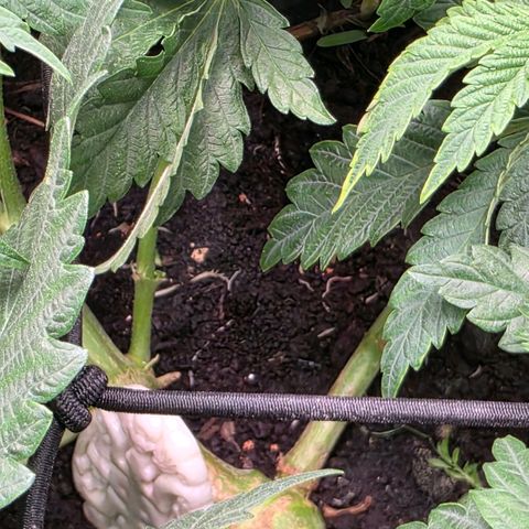 Curio smiling dog growlog photo: I see some feeder roots coming up from SD im happy to see its doing so 