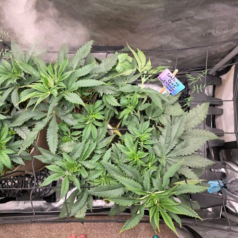 Curio smiling dog growlog photo: I see some feeder roots coming up from SD im happy to see its doing so 