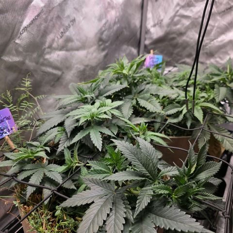 Don carlos  growlog photo: Height wise not much but flourishing for sure 