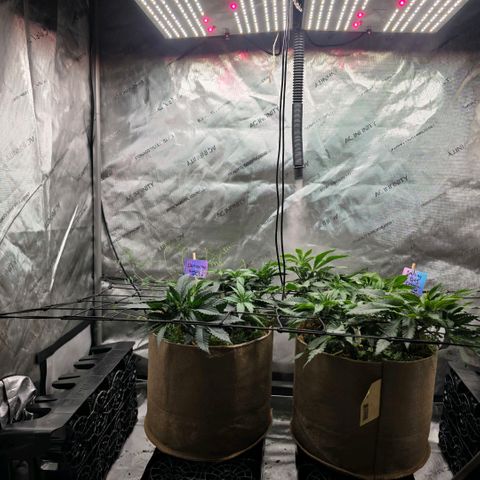 Don carlos  growlog photo: Height wise not much but flourishing for sure 