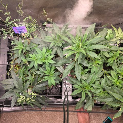 Don carlos  growlog photo: Height wise not much but flourishing for sure 