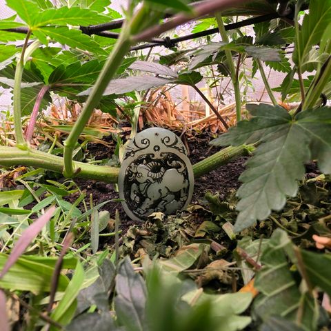 Don carlos  growlog photo: Height wise not much but flourishing for sure 