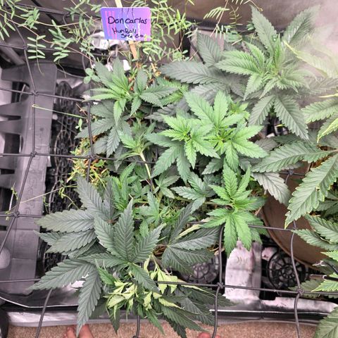 Don carlos  growlog photo: Height wise not much but flourishing for sure 