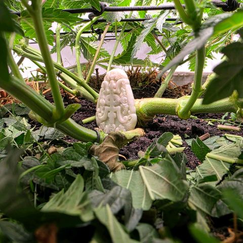 Curio smiling dog growlog timeline photo