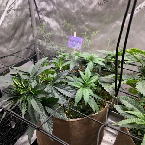 Don carlos  growlog photo: Height wise not much but flourishing for sure 