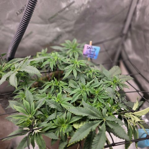 Curio smiling dog growlog photo: Scrogging is looking good so far, it looks to be better with that issue it was having.