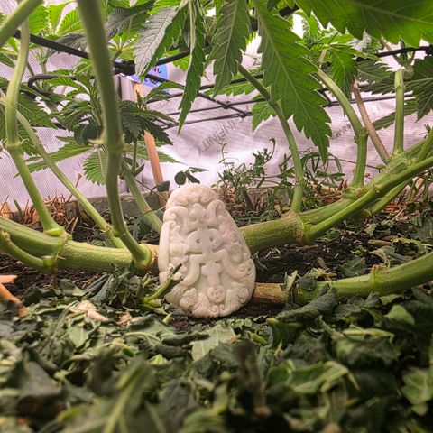 Curio smiling dog growlog photo: Scrogging is looking good so far, it looks to be better with that issue it was having.