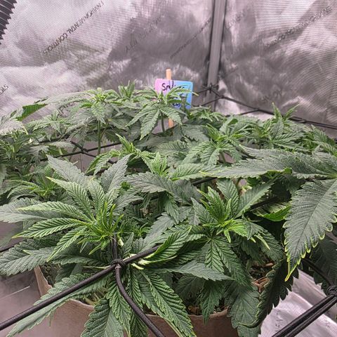 Curio smiling dog growlog photo: Scrogging is looking good so far, it looks to be better with that issue it was having.