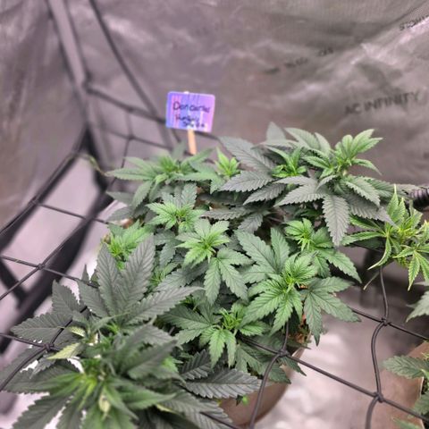 Don carlos  growlog photo: I love the way the growth looks on this plant these genetics are amazing!