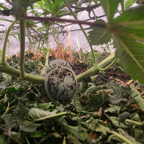 Don carlos  growlog photo: I love the way the growth looks on this plant these genetics are amazing!