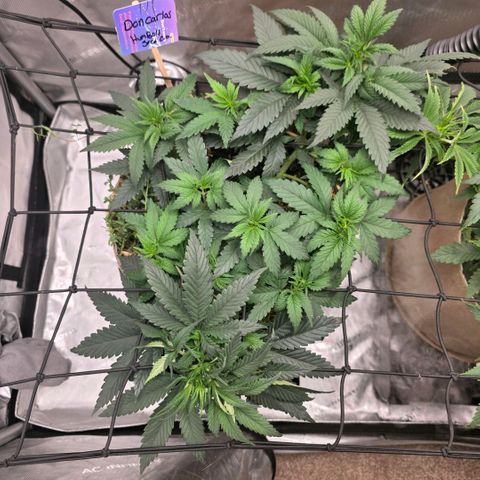 Don carlos  growlog photo: I love the way the growth looks on this plant these genetics are amazing!