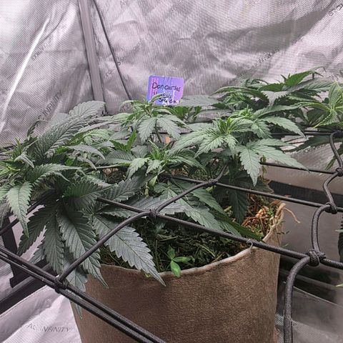 Don carlos  growlog photo: I love the way the growth looks on this plant these genetics are amazing!