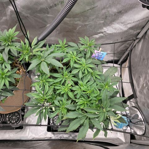 Curio smiling dog growlog timeline photo