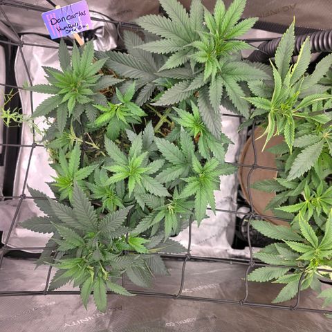 Don carlos  growlog timeline photo
