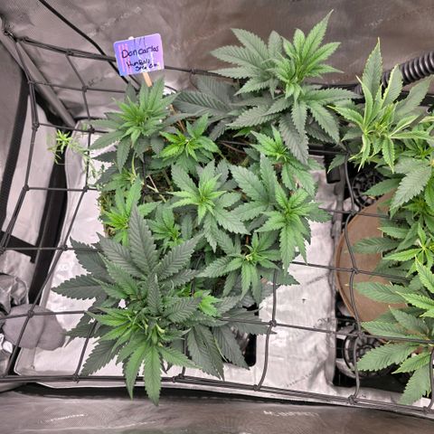 Don carlos  growlog timeline photo
