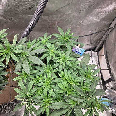 Curio smiling dog growlog timeline photo