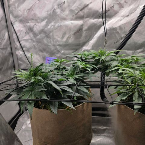 Curio smiling dog growlog timeline photo