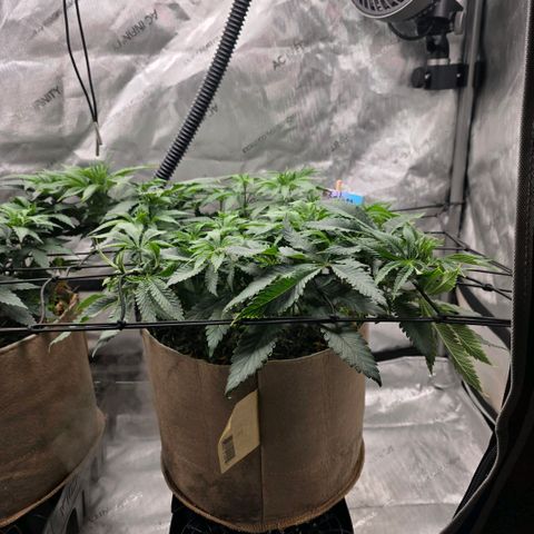 Curio smiling dog growlog timeline photo