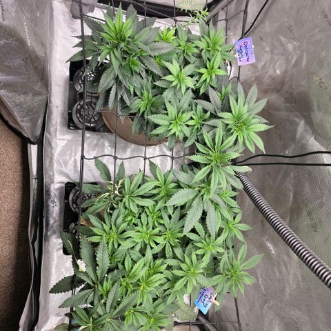 Curio smiling dog growlog timeline photo