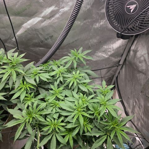 Curio smiling dog growlog timeline photo