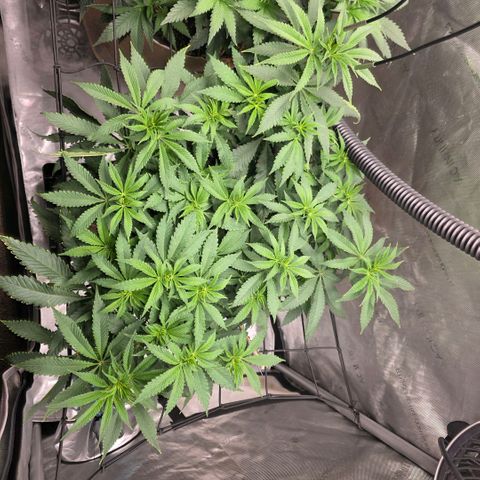Curio smiling dog growlog timeline photo