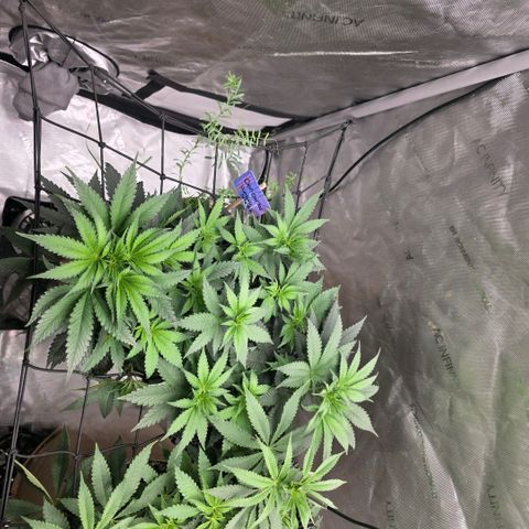 Don carlos  growlog timeline photo